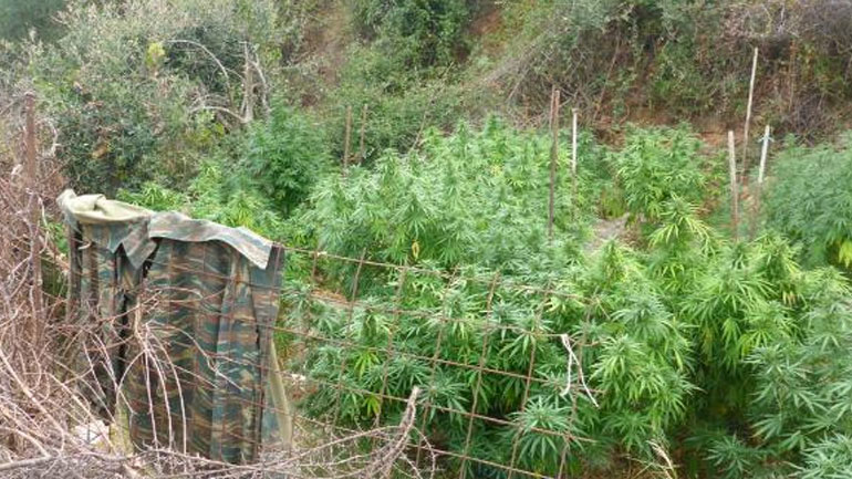 Σπάρτη: Εντοπίστηκαν δύο φυτείες με εκατοντάδες δενδρύλλια κάνναβης