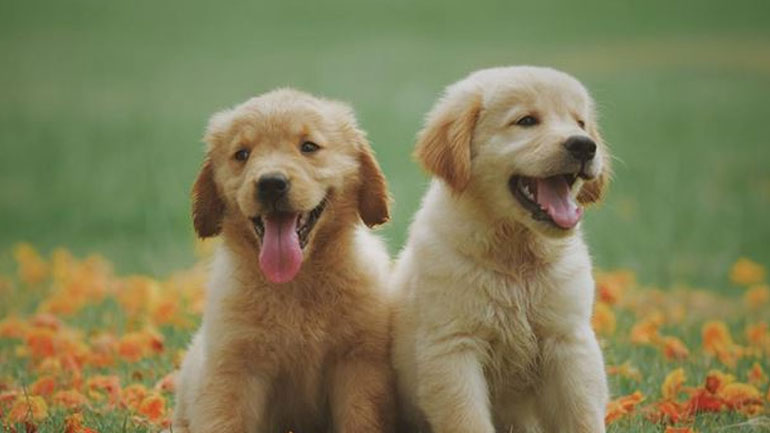 Γνωρίζετε ποιο είναι το ζώδιο του σκύλου σας; Γνωρίζετε ποιο είναι το ζώδιο του σκύλου σας;