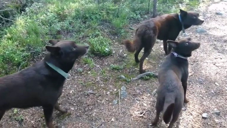 Σκύλοι στρατιώτες