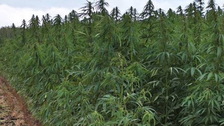 Ηράκλειο: Οι αστυνομικοί εντόπισαν 76 δενδρύλλια κάνναβης σε τρεις διαφορετικές φυτείες