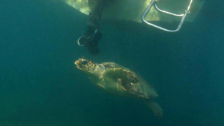 SOS για τις θαλάσσιες χελώνες στη Ζάκυνθο – Νέο περιστατικό τραυματισμού από σκάφος