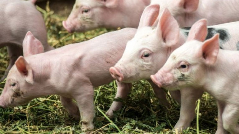 Ικανοποίηση των χοιροτρόφων από τα κυβερνητικά μέτρα για την πρόληψη της αφρικανικής πανώλης