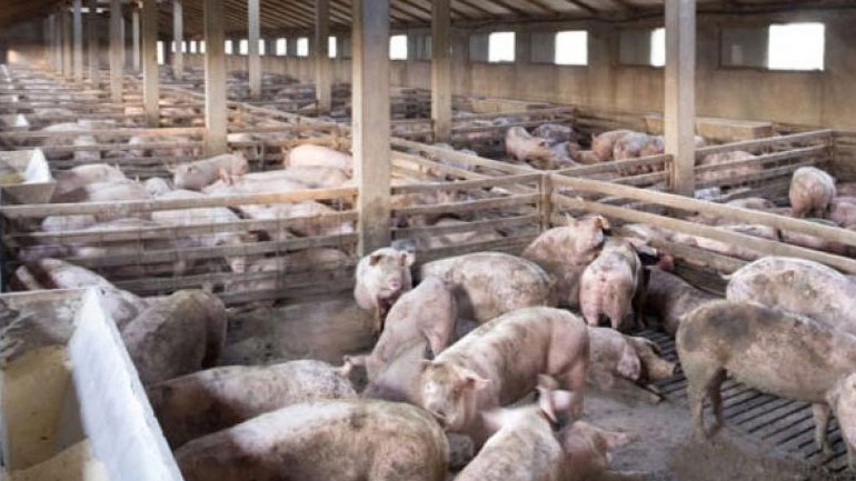 Αυξημένη ανησυχία για την πανώλη των χοίρων στην Κεντρική Μακεδονία