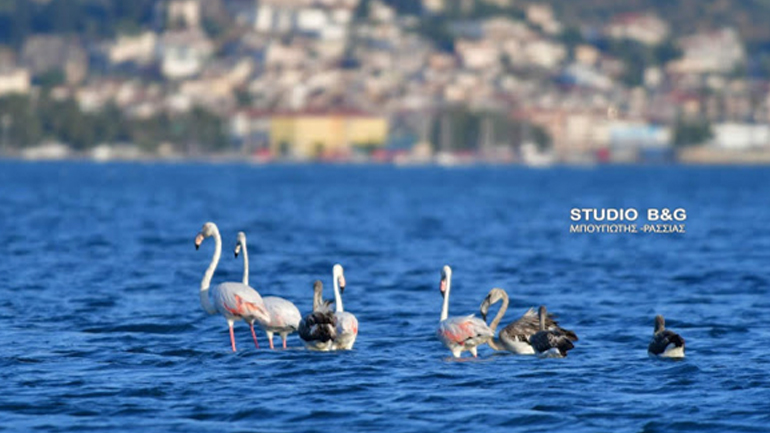 Συνεχείς αφίξεις φλαμίνγκο στο Ναύπλιο