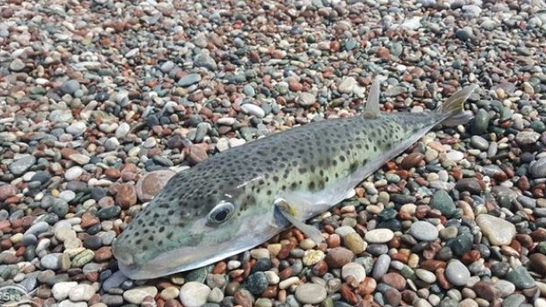 Λαγοκέφαλος: Πότε γίνεται επιθετικός, ποια είναι τα τρία είδη και τι ισχύει με την κατανάλωσή του