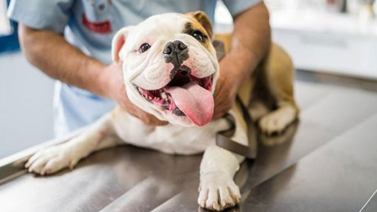 Έξι πράγματα που ο κτηνίατρος θέλει να σταματήσεις να κάνεις