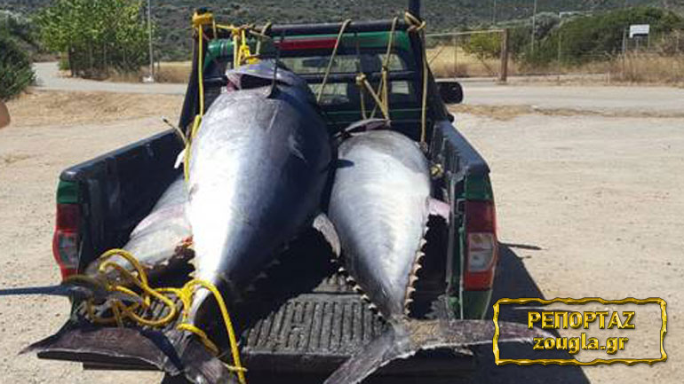 Ψαριά μαμούθ στο Γαλαξίδι