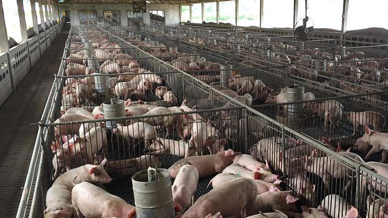 Σερβία: Η χώρα ανέφερε ύποπτα κρούσματα αφρικανικής πανώλης των χοίρων σε οικόσιτα ζώα