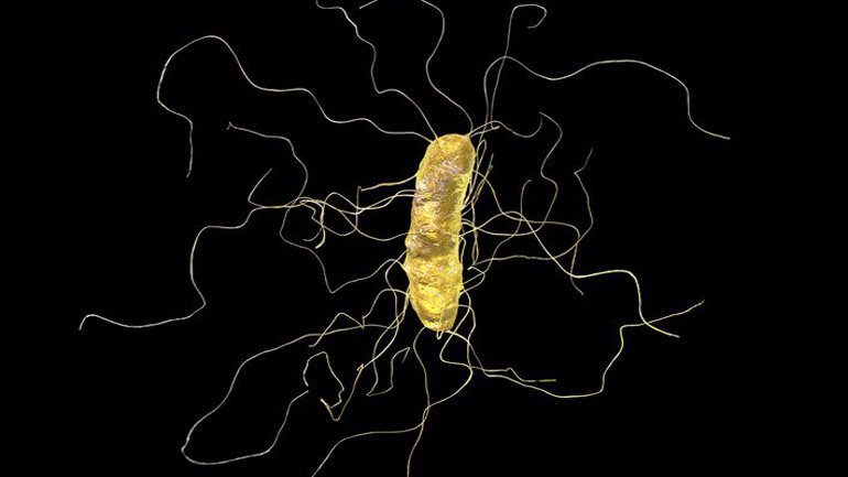 Βακτήριο που προκαλεί διάρροια, έχει πλέον εξελιχθεί για να εξαπλώνεται στα νοσοκομεία