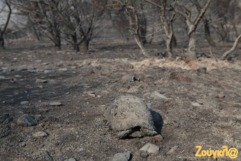 Θύματα, τα ζώα του βουνού