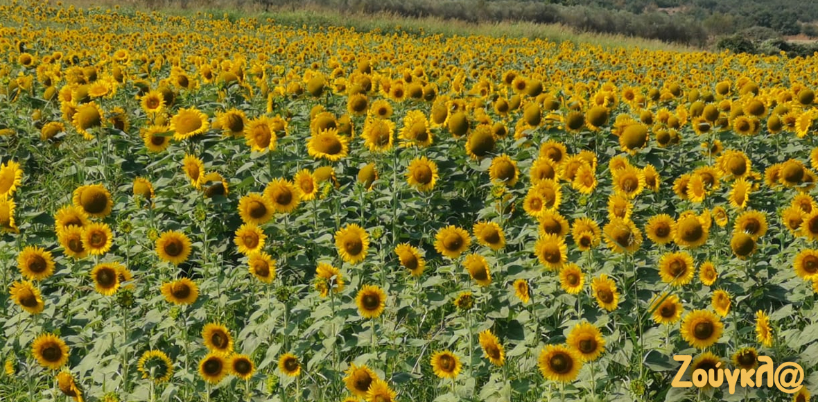 “Θάλασσα” από ηλιοτρόπια στη Βόλβη