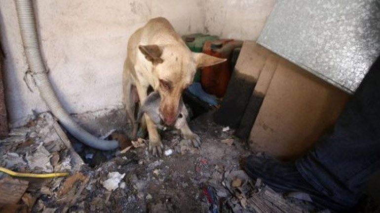 Η ηρωική σκυλίτσα-μάνα που έσωσε τα κουτάβια της στον Υμηττό Η ηρωική σκυλίτσα-μάνα που έσωσε τα κουτάβια της στον Υμηττό