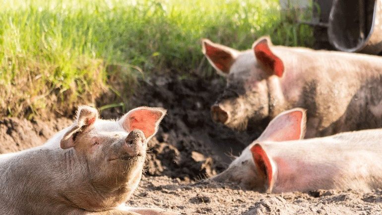 Προσλήψεις κτηνιάτρων για την αφρικανική πανώλη των χοίρων