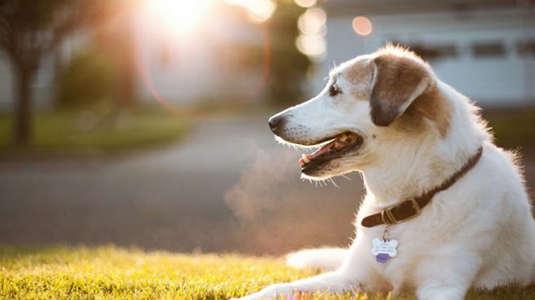 Γιατί ο σκύλος σας κάθεται στον ήλιο;