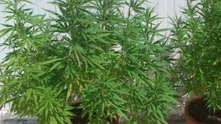 Τα 1.000 χασισόδεντρα τον οδήγησαν στη… φυλακή