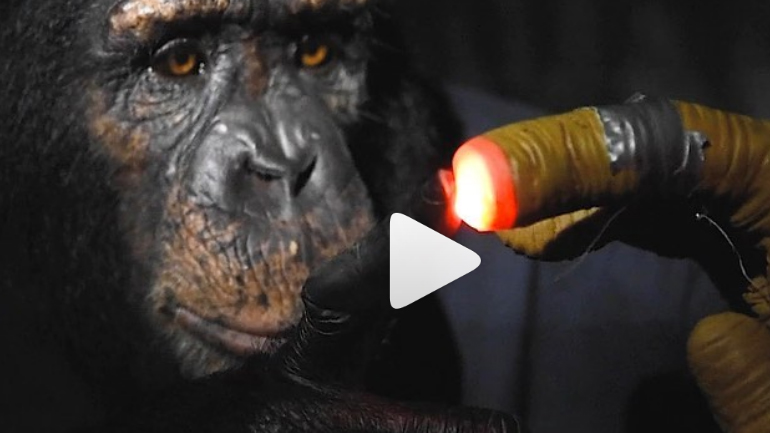 Χιμπατζήδες εισβάλλουν στην Area 51