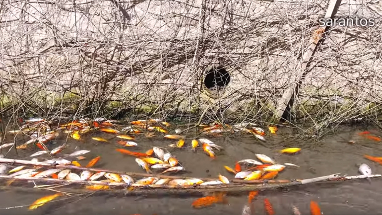 Δεκάδες νεκρά χρυσόψαρα στο φράγμα Αποσελέμη