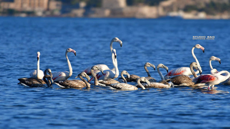 Επιδρομή φλαμίνγκο στο Ναύπλιο
