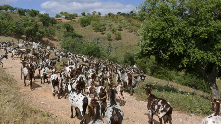 Πορτογαλία: Και οι κατσίκες επιστρατεύονται στην προσπάθεια για πρόληψη των δασικών πυρκαγιών