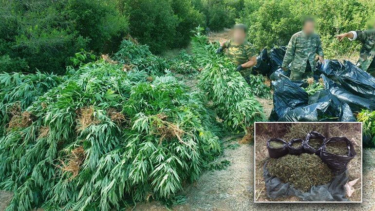 Τεράστια φυτεία κάνναβης στα Βίλια