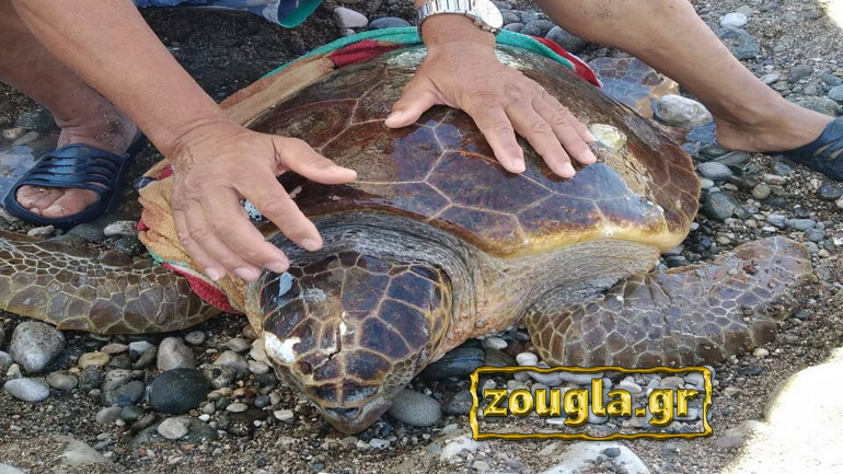 Υπάρχουν κι αυτοί οι… Έλληνες: Λουόμενοι στο Αλεποχώρι διασώζουν τραυματισμένη καρέτα-καρέτα