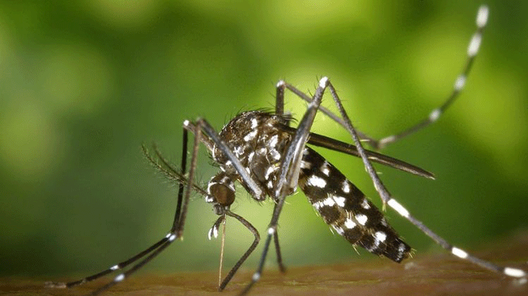 Ιός του Δυτικού Νείλου: Τέσσερις νεκροί και 47 νέα κρούσματα