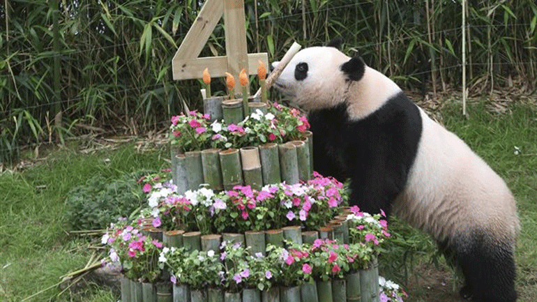 Ο «πολύτιμος» και γιγάντιος Μπέι Μπέι έγινε 4 ετών