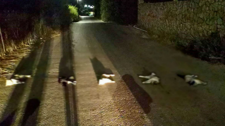 Αδιανόητη πράξη στα Χανιά: Βασάνισαν γάτες, τους έβγαλαν τα μάτια και τις σκότωσαν