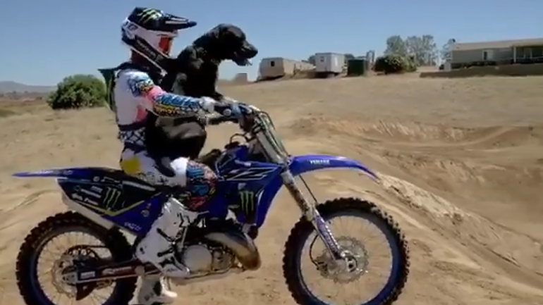 Πως να βγάλετε freestyle βόλτα το σκύλο σας Πως να βγάλετε freestyle βόλτα το σκύλο σας