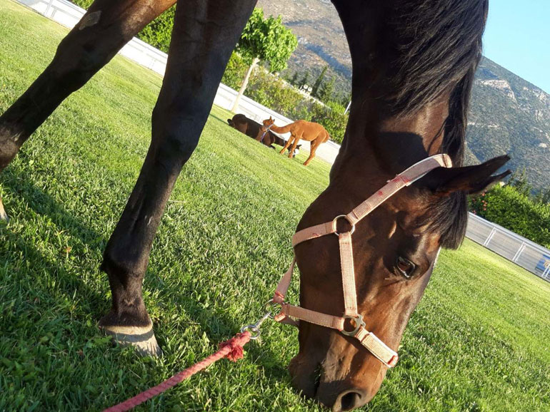 Βόλτες με πόνυ και εντυπωσιακά alpaca για τους μικρούς φίλους