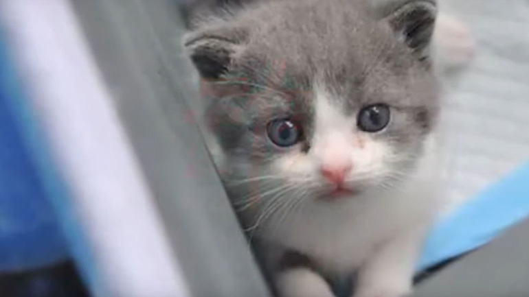 Σκορδούλα: Η πρώτη κλωνοποιημένη γάτα