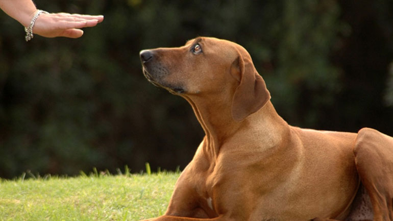 Πόσα καταλαβαίνει ο σκύλος από εσάς;