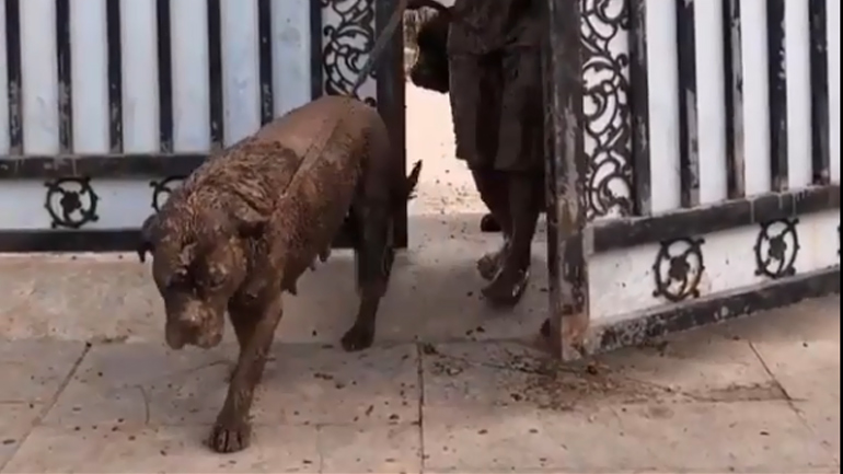 Επιστρέφοντας από τη βόλτα με τους σκύλους 