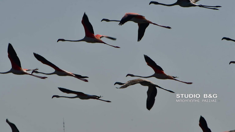 Σμήνος με 50 πανέμορφα φλαμίνγκο προσγειώθηκαν στο Ναύπλιο