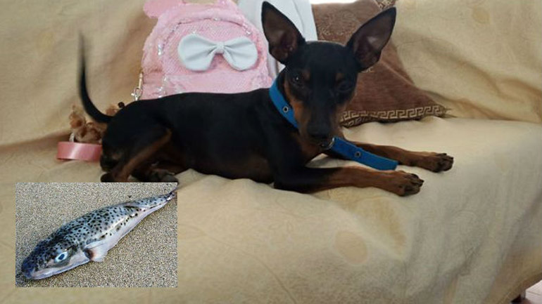 Σκυλάκι έφαγε λαγοκέφαλο στο Ρέθυμνο και σώθηκε από θαύμα