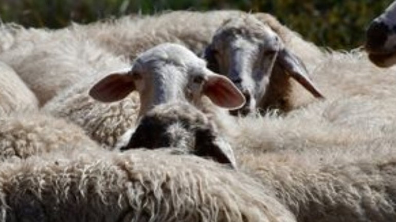 Μεταλλαγμένα πρόβατα ανατράφηκαν σε εργαστήριο για την καταπολέμηση της νόσου Μπάτεν