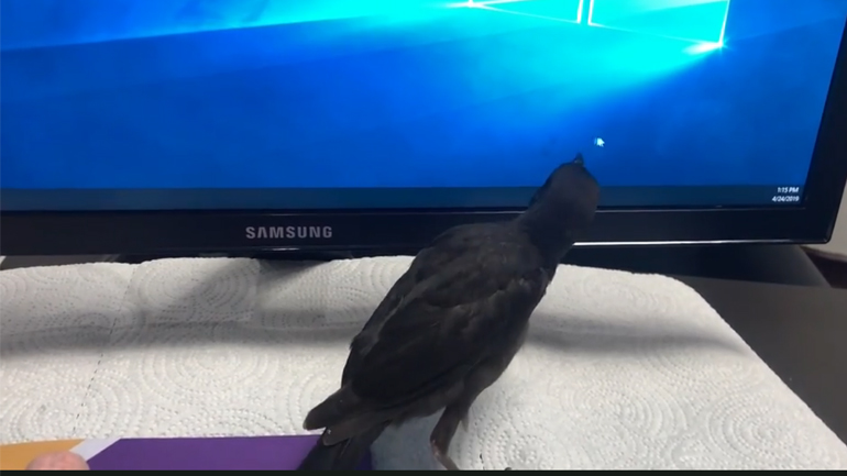 Κοράκι παίζει με κέρσορα