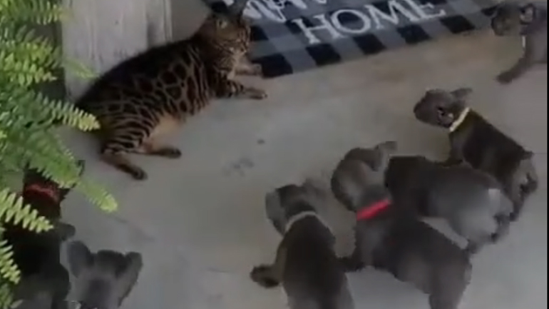 7 κουτάβια εναντίον μιας γάτας
