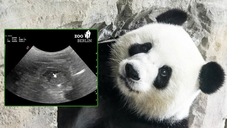Έγκυος η Μενγκ Μενγκ, το θηλυκό πάντα του ζωολογικού κήπου του Βερολίνου