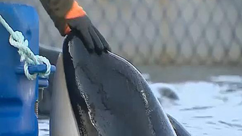 «Τεράστια περιβαλλονική νίκη»: Απελευθερώθηκαν φυλακισμένες όρκες στη Ρωσία