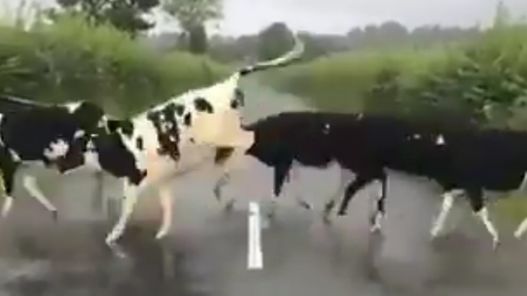 Αγελάδες πηδούν τη διαγράμμιση ενός δρόμου