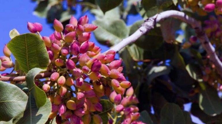 Η Ελένη Κυπραίου αποκαλύπτει τα ευεργετικά συστατικά του φιστικιού Αιγίνης