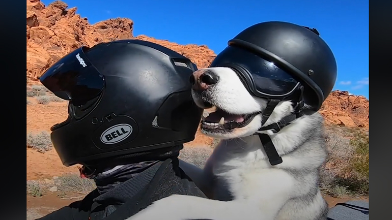 Ο γύρος της Αμερικής με τον καλύτερο φίλο του ανθρώπου!