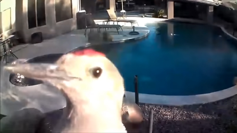 Τρυποκάρυδος vs κάμερα