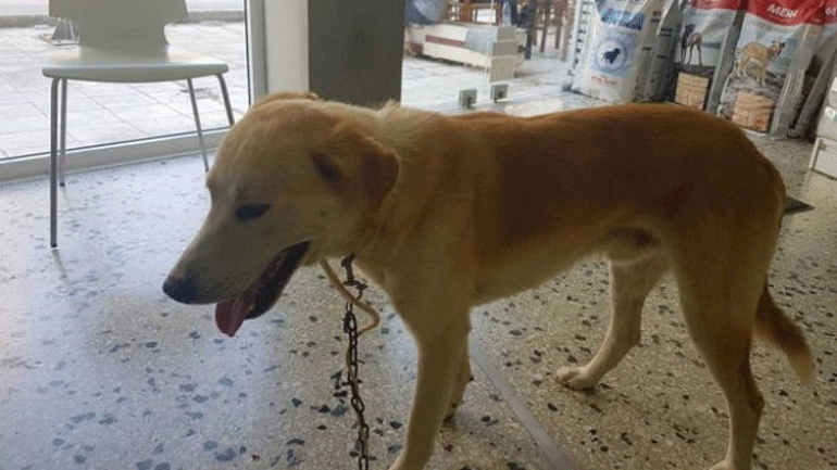 Κρήτη: Η άλλη διάσταση του περιστατικού με τον δεμένο σε αυτοκίνητο σκύλο