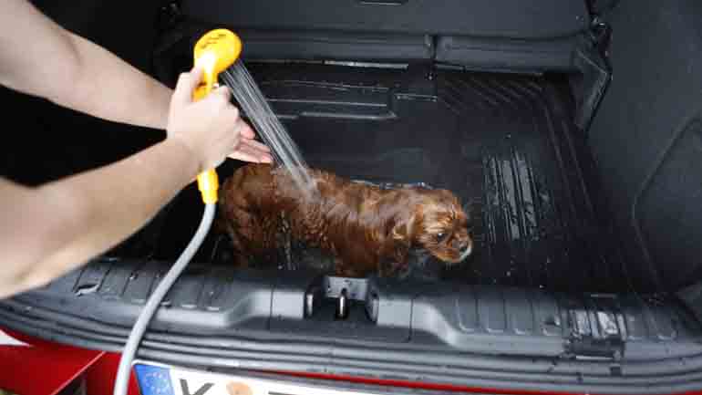 To Ford Puma μετατράπηκε σε μπανιέρα σκύλων