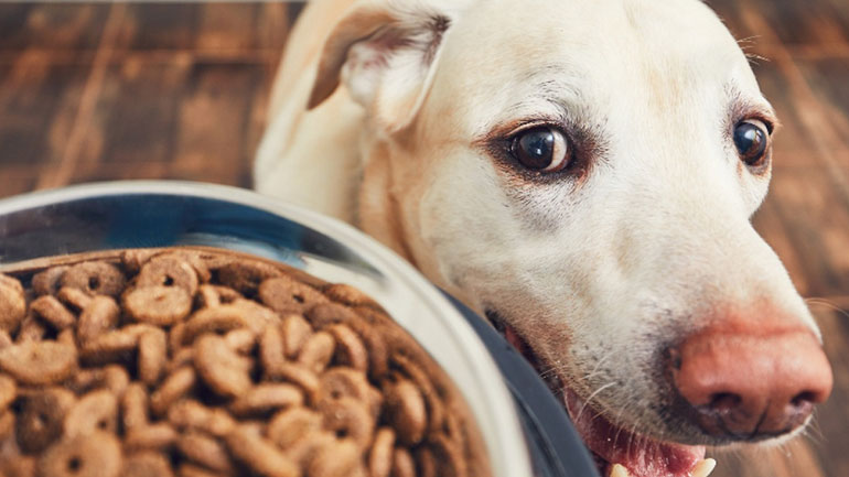 Πώς θα καταλάβετε αν δίνετε στο κατοικίδιό σας παραπάνω φαγητό από όσο πρέπει;