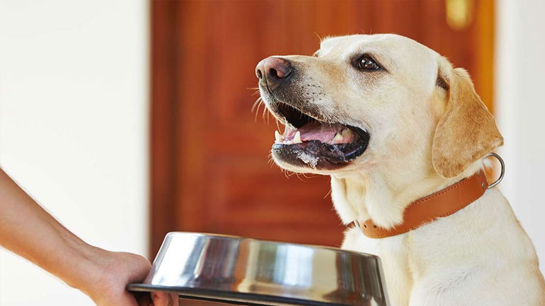 Πόσο συχνά πρέπει να πλένετε το πιάτο του σκύλου σας;