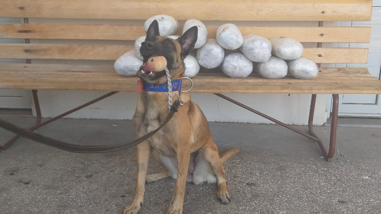 Ηγουμενίτσα: Ο αστυνομικός σκύλος μύρισε τα ναρκωτικά – Δείτε πώς