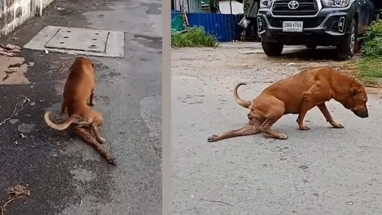 Σκύλος θεατρίνος